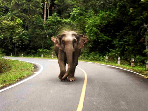 รูปภาพ