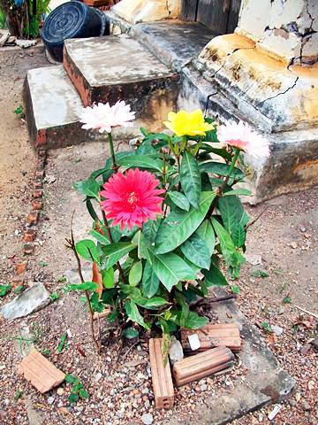 รูปภาพ
