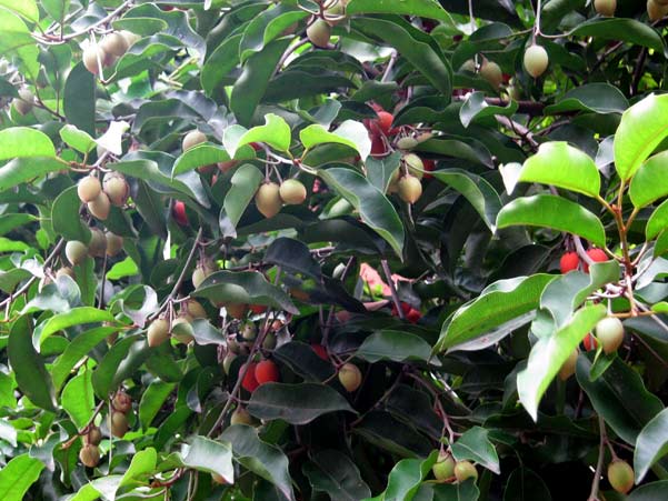 รูปภาพ
