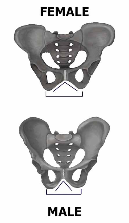 Pelvic-anatomy-1.jpg