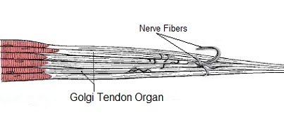 Golgi_Tendon_Organ.jpg