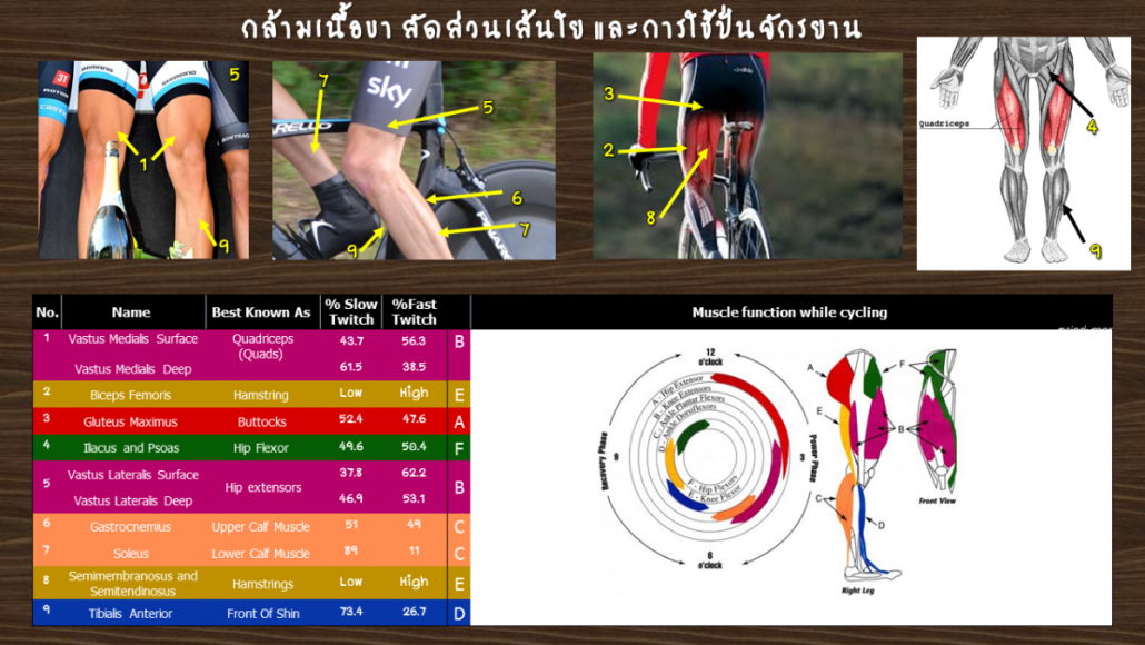 แผนภาพแสดงการใช้กล้ามเนื้อส่วนต่างๆในการปั่นจักรยาน และสัดส่วนเส้นใยหดตัวช้าและหดตัวเร็ว การออกแรงควงให้ครบ 1 รอบเริ่มจาก A ไป B C D E และ F ตามลำดับ