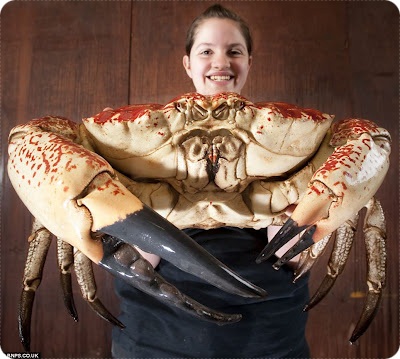 ปูยักษ์ที่สุดในโลก-แทสเมเนียน-คิง-Tasmanian-King-Crab-teen.mhaiarticle-2137356-12D6FC66000005DC-125_964x865.jpg