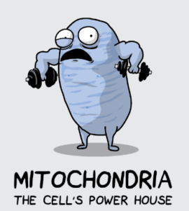 mitocondria.png